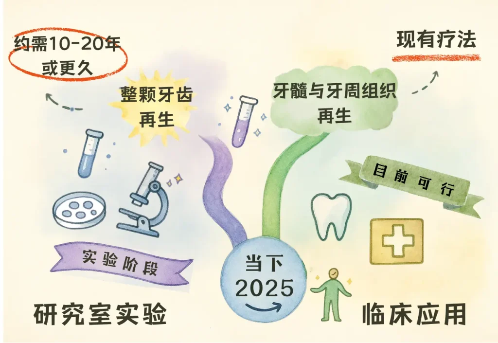 两条路径时间表，以柔和插图风格展示实验研究与当前临床现实之间的差距。