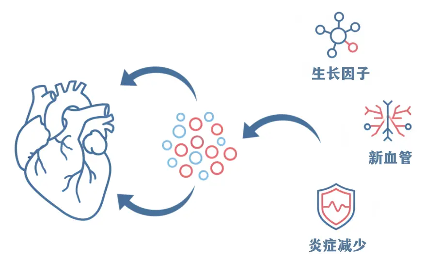 图表显示干细胞如何通过生长因子和血管生成支持心脏修复。