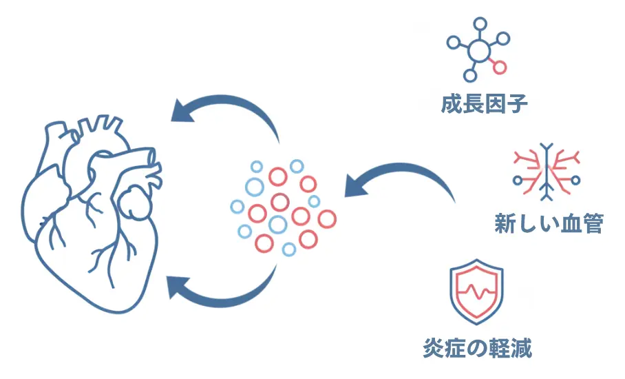 成長因子と血管新生を通じた幹細胞による心臓修復を示すダイアグラム。