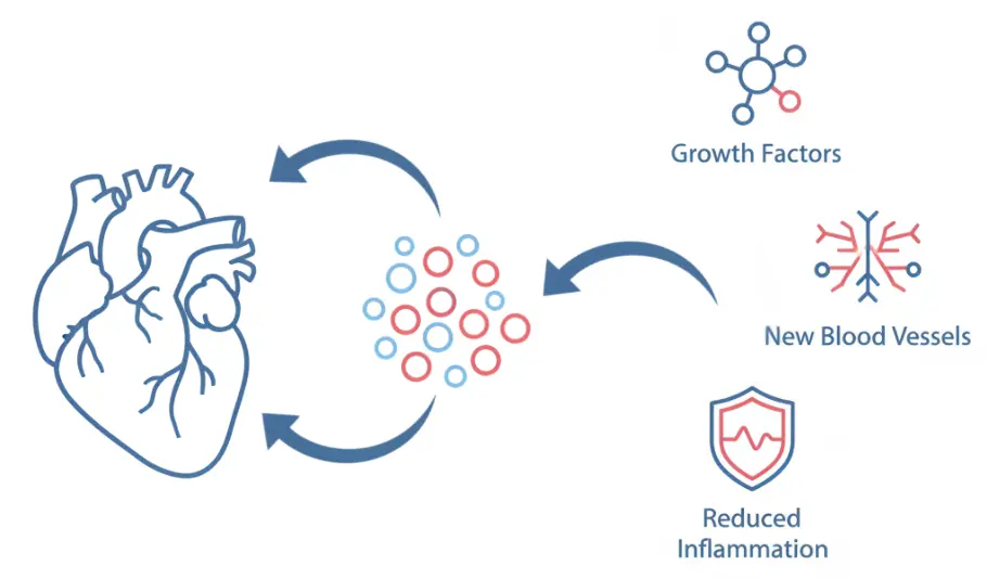 Diagram showing how stem cells support heart repair through growth factors and angiogenesis.