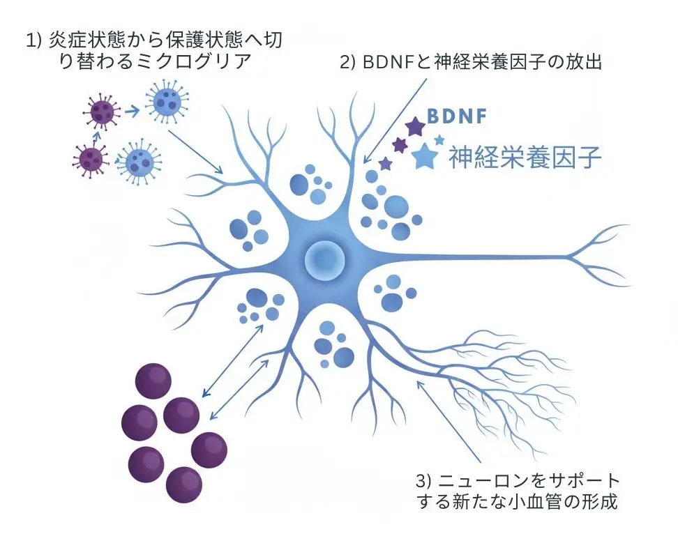 軽度認知障害に対する間葉系幹細胞療法の3つのメカニズム(神経炎症の軽減、BDNF神経栄養因子のサポート、シナプス結合の保護)を示す科学的図。