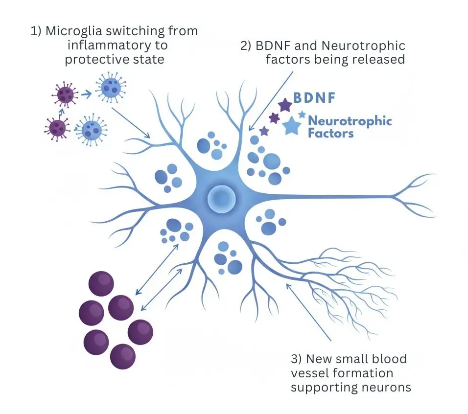 Scientific diagram showing three mechanisms of mesenchymal stem cell therapy for mild cognitive impairment: neuroinflammation reduction, BDNF neurotrophic support, and synaptic connection protection
