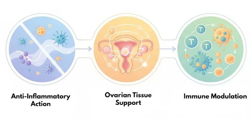 Diagram showing three biological mechanisms of mesenchymal stem cell therapy in menopause: anti-inflammatory action, ovarian and tissue support, and immune modulation