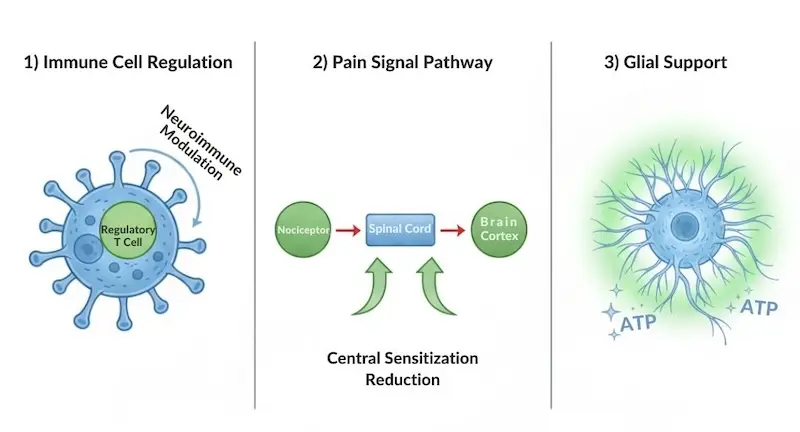 Diagram showing three mechanisms of mesenchymal stem cell therapy in fibromyalgia — neuroimmune modulation, central sensitization reduction, and glial cell support