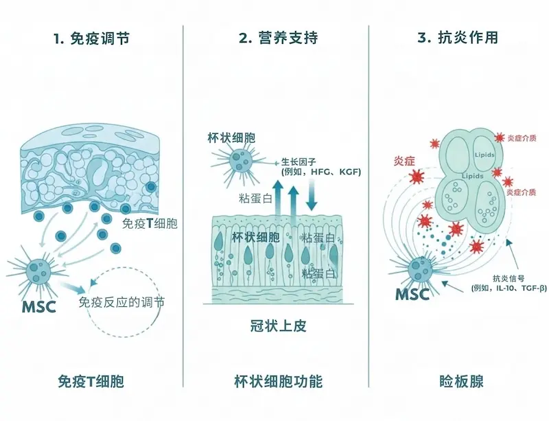 干眼症间充质干细胞治疗的三种作用机制科学示意图:泪腺免疫调节、角膜表面杯状细胞支持、睑板腺保护