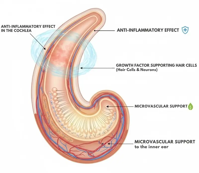Diagram showing three biological mechanisms of mesenchymal stem cell therapy for tinnitus: anti-inflammatory action in the cochlea, support for surviving hair cells and neurons, and microvascular support for inner ear blood supply