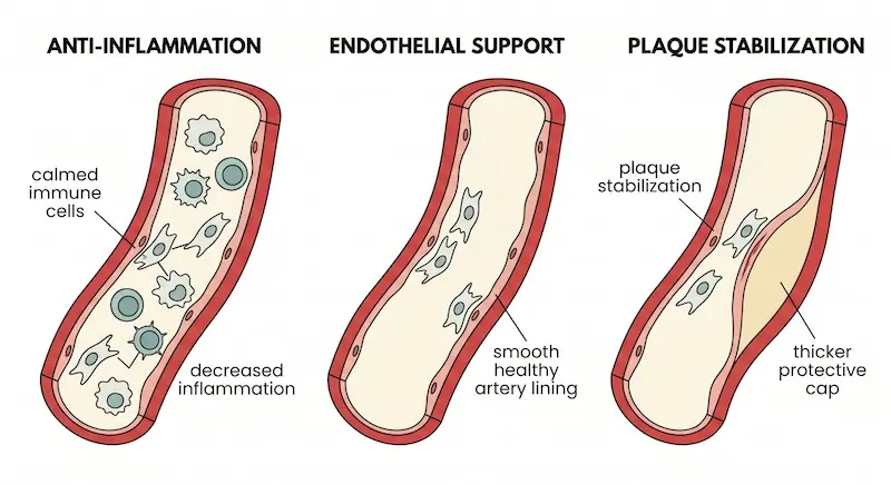 Diagram showing three proposed mechanisms of mesenchymal stem cell therapy in atherosclerosis: reducing arterial inflammation, supporting the endothelial lining, and stabilising plaque