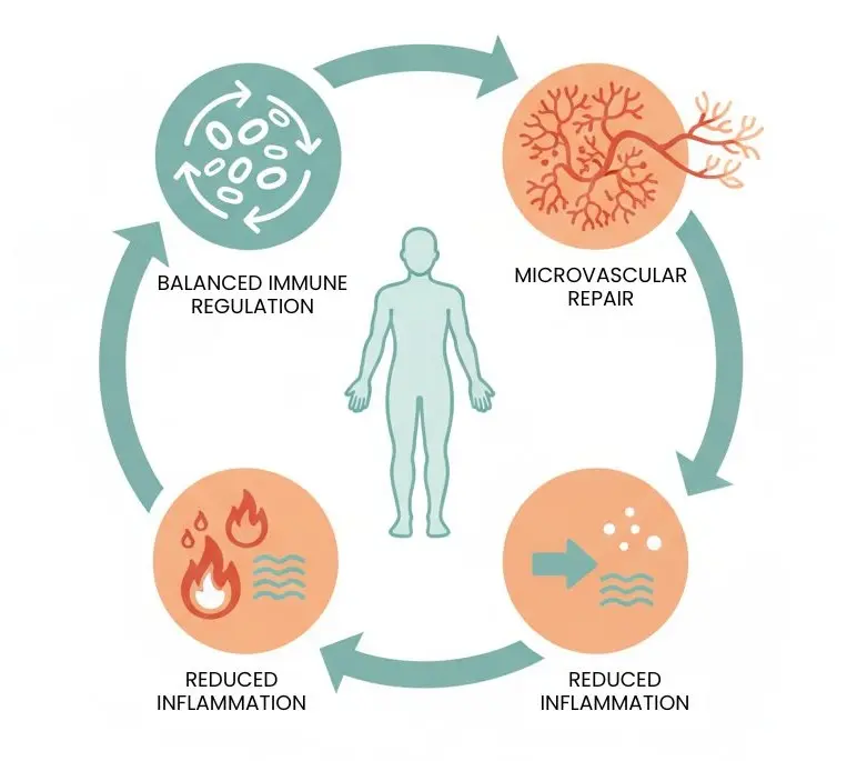 Diagram showing three mechanisms of mesenchymal stem cell therapy for Long COVID: immune regulation, microvascular repair, and inflammation reduction