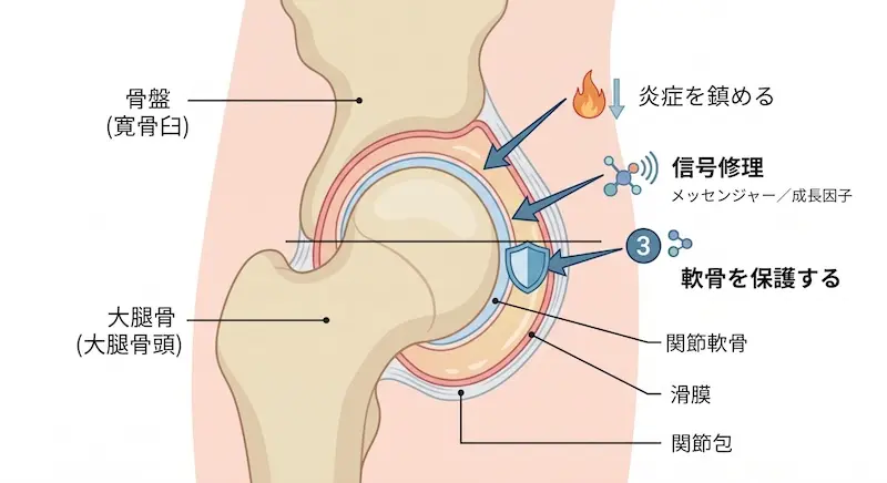 変形性股関節症における幹細胞治療の3つの作用（炎症を抑える・修復を促す・残った軟骨を守る）を示す図解