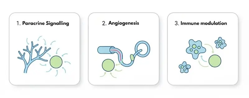 Diagram showing three mechanisms of mesenchymal stem cell therapy for peripheral neuropathy: paracrine signaling, angiogenesis, and inflammation reduction