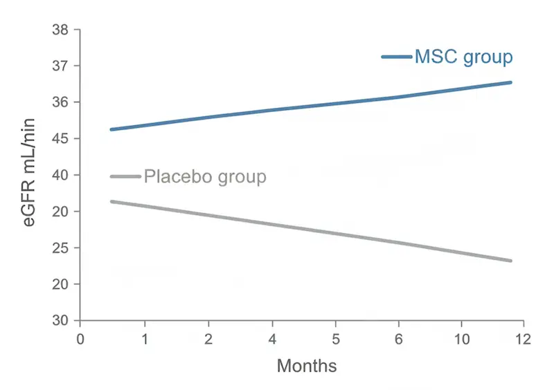 Line chart comparing eGFR trajectory over twelve months in chronic kidney disease patients receiving allogeneic mesenchymal stem cell therapy versus placebo, based on Packham et al. 2016 trial data