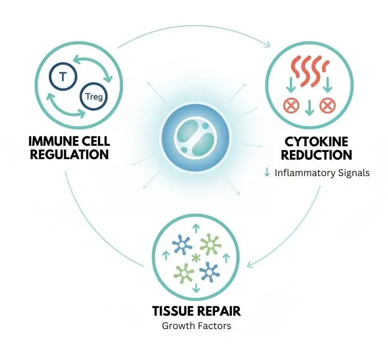 Diagram showing three mechanisms by which mesenchymal stem cells act on post-viral fatigue: immune system regulation, inflammation reduction, and cellular repair signaling