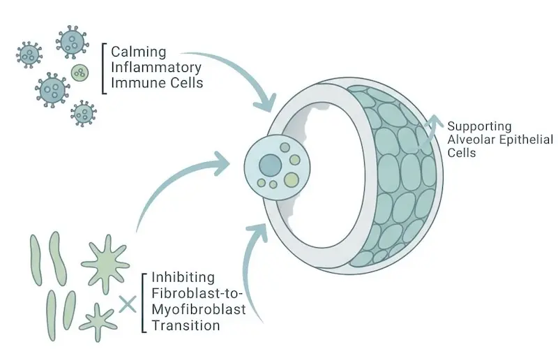 Pulmonary Fibrosis Stem Cell Therapy | Slow Lung Scarring
