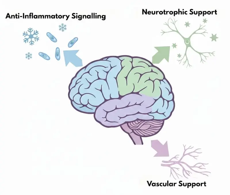 Diagram showing three mechanisms of mesenchymal stem cell therapy for dementia: neuroinflammation reduction, neurotrophic support, and improvement of cerebral blood flow