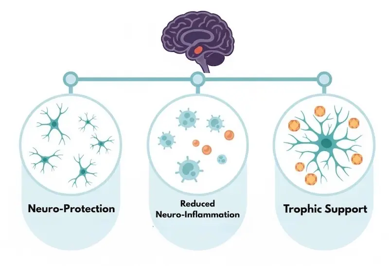 Diagram showing three mechanisms of mesenchymal stem cell therapy for Parkinson's disease: neuroprotection, neuroinflammation reduction, and trophic support of remaining dopamine neurons