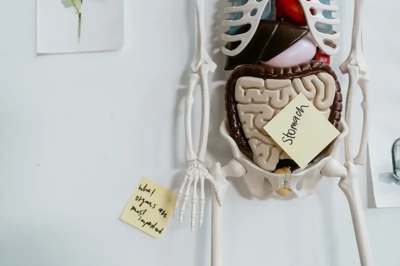 An anatomical model of a human skeleton and internal organs with a sticky note reading 'Stomach'.