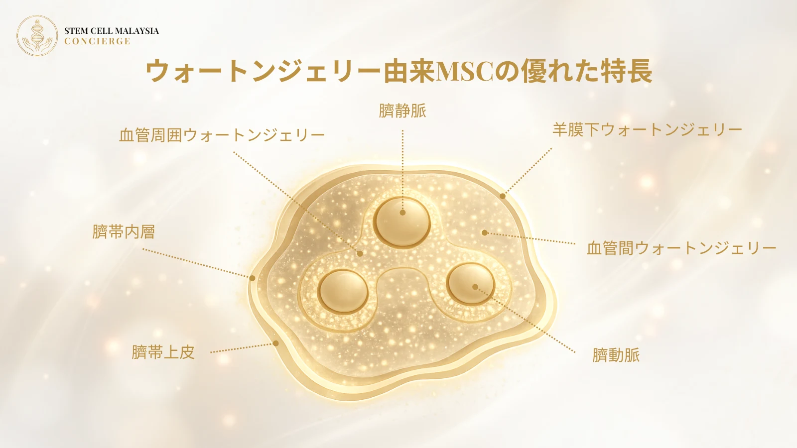 ウォートンジェリー由来MSCの優れた特長（臍帯の構造図）